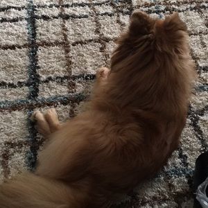 Meet your Posher, Dorthy